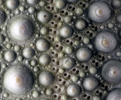 724px-urchintestclose