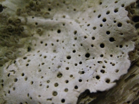 Big oyster, holes in shell