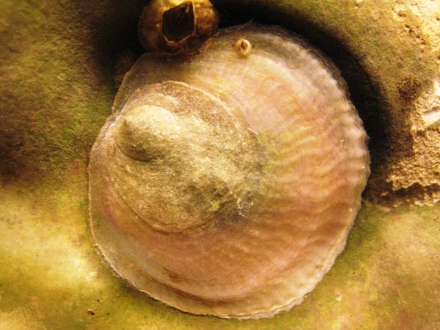 jingleshellcloseup