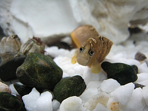 closeupblenny1