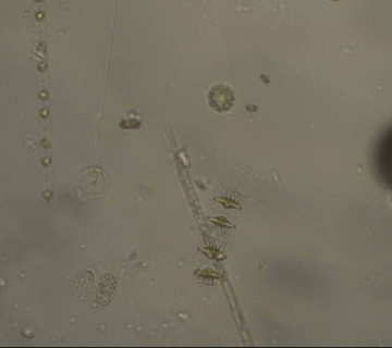 dsc_3800-edit2 dsc_3800-edit2