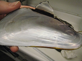 empty-shell empty-shell