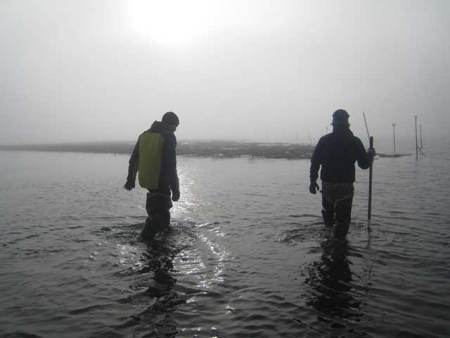 Hog Island Oyster Company
