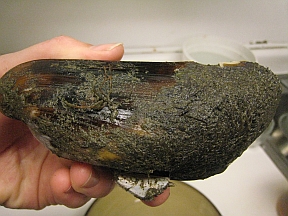 horse-mussel horse-mussel