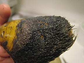 horse-mussel2 horse-mussel2