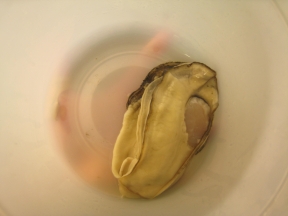 huge-oyster