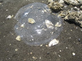 jelly-on-beach