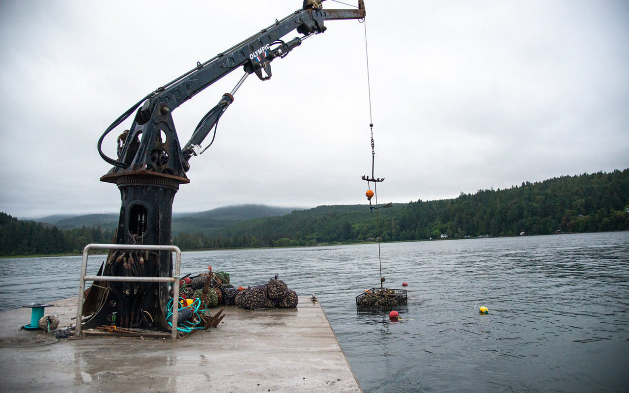the hama hama oyster barge collects oysters and clams to bring to shore. Picture by Navid Baraty.