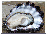 oyster