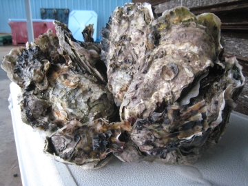 oysterbake oysterbake