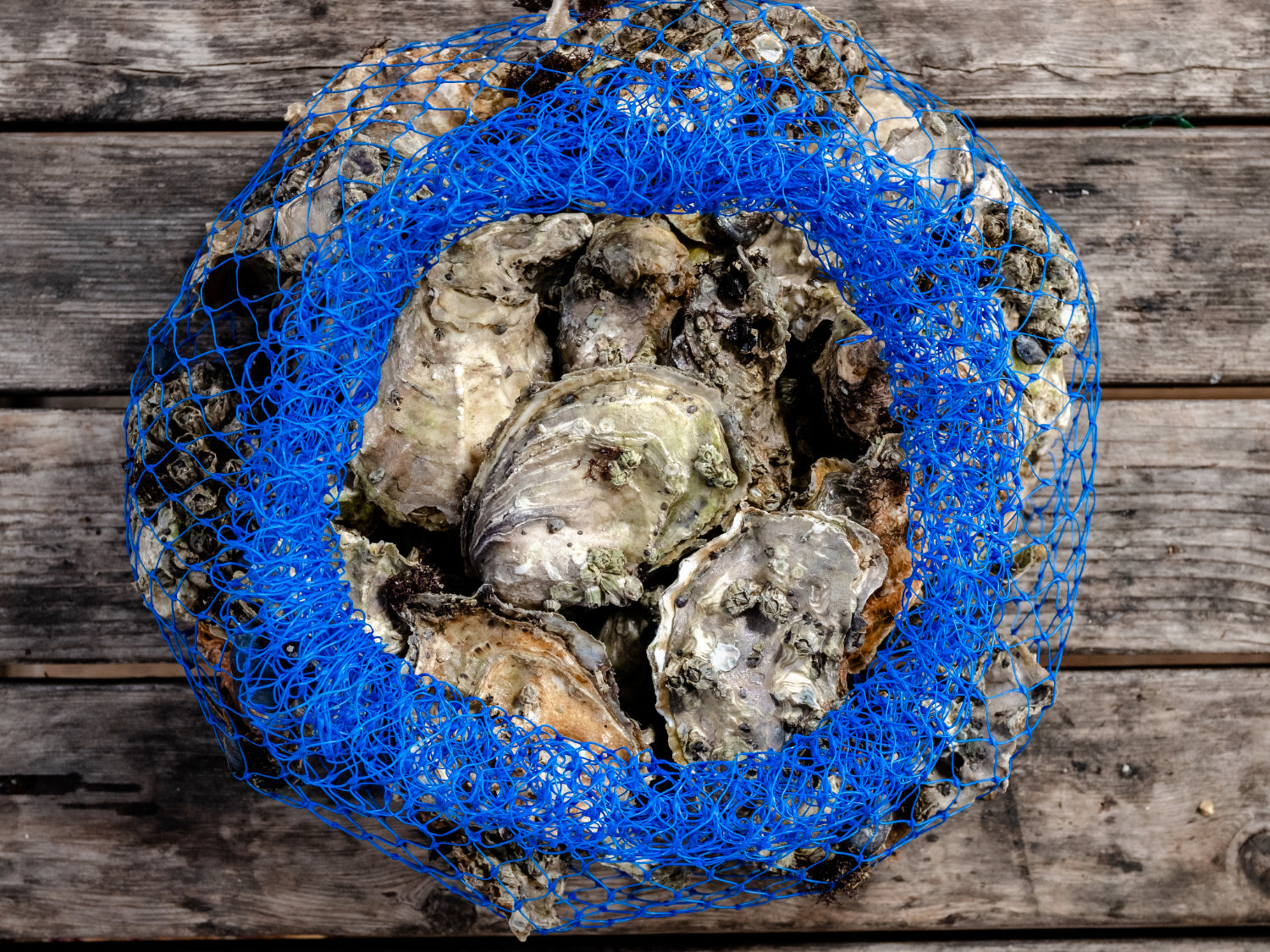 a blue mesh bag filled with 5 dozen small beach grown oysters 