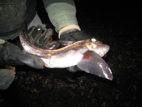 ratfish11