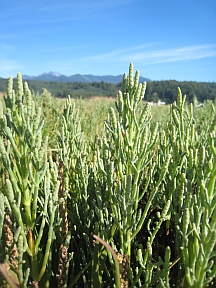 salicornia salicornia