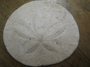 sand-dollar-cold