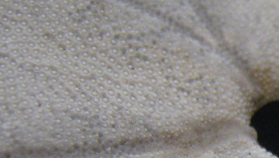 sand-dollar-pores