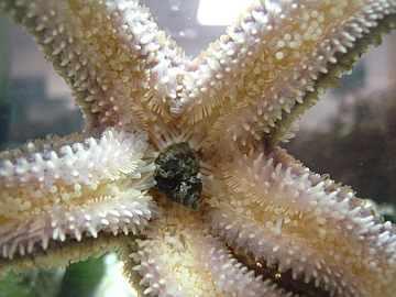 seastar-with-carcass