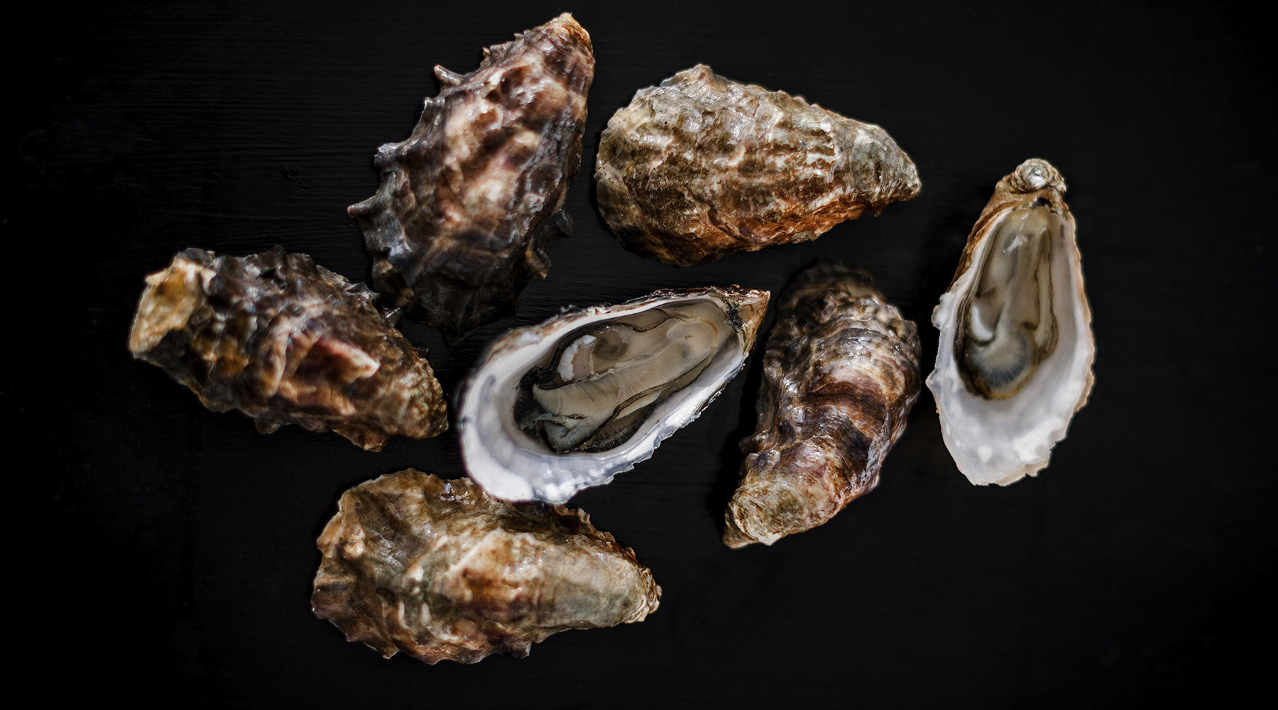 Image of whole and shucked oysters