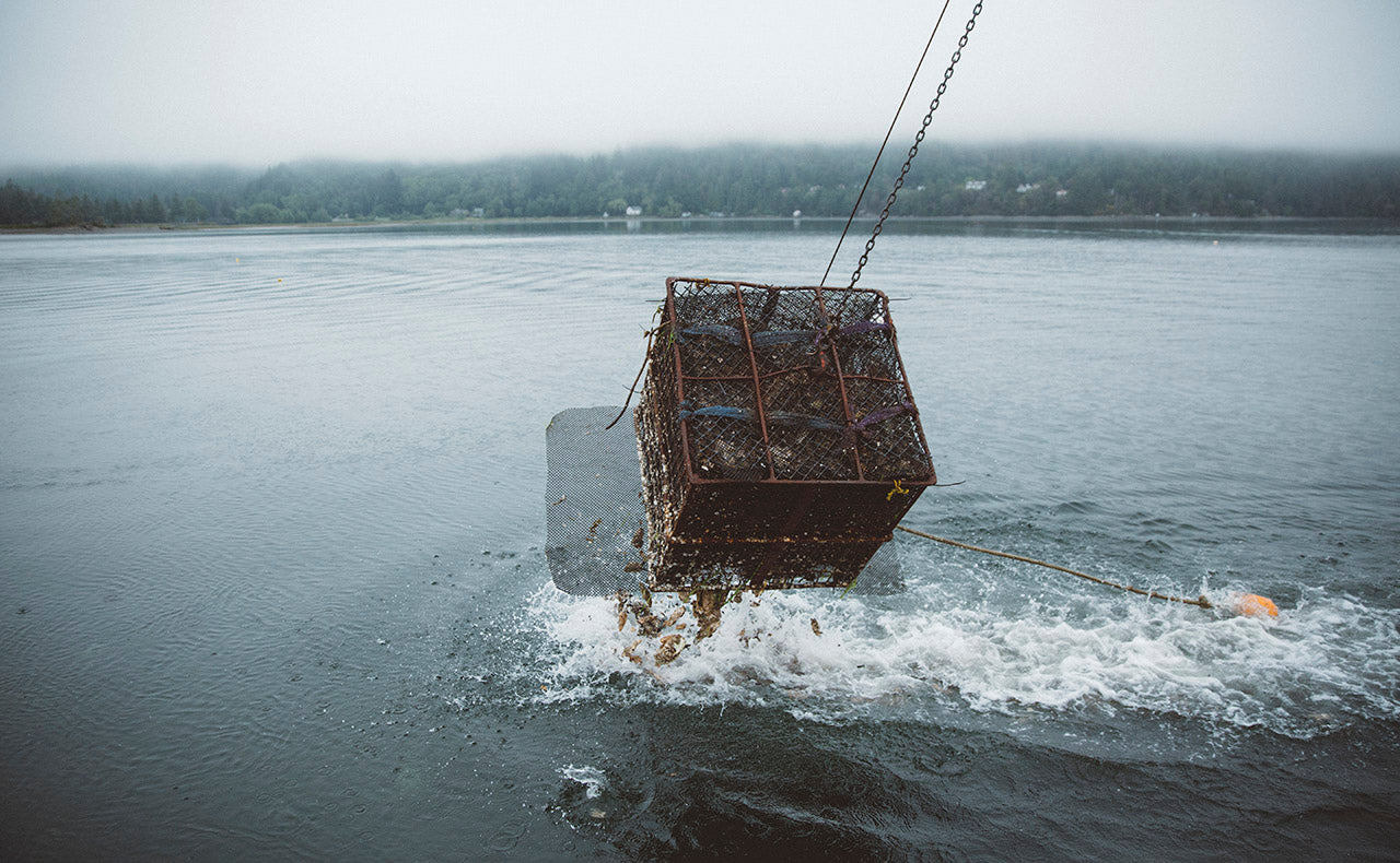 Dumping cultch oysters photo by Laura Dart