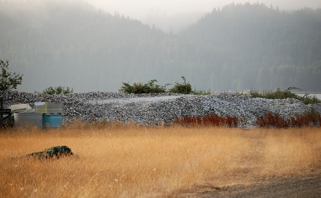 Shell pile by Martha Archer