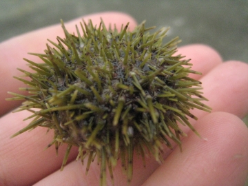 urchin2