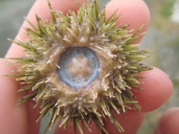 urchin3