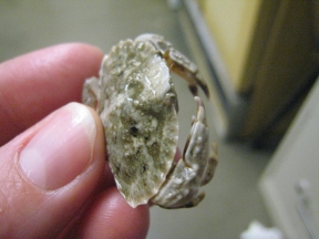 weird-crab3 weird-crab3