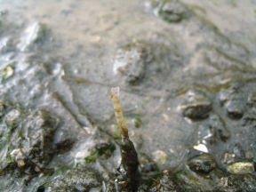 wierd-tubes-sticking-up2 wierd-tubes-sticking-up2